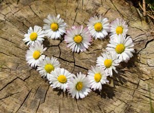 Posy of daisies reflecting success at relationship counselling manchester