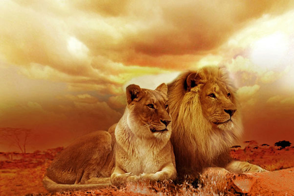 Couples Therapy portrayed by a lion and a lioness against a sunset